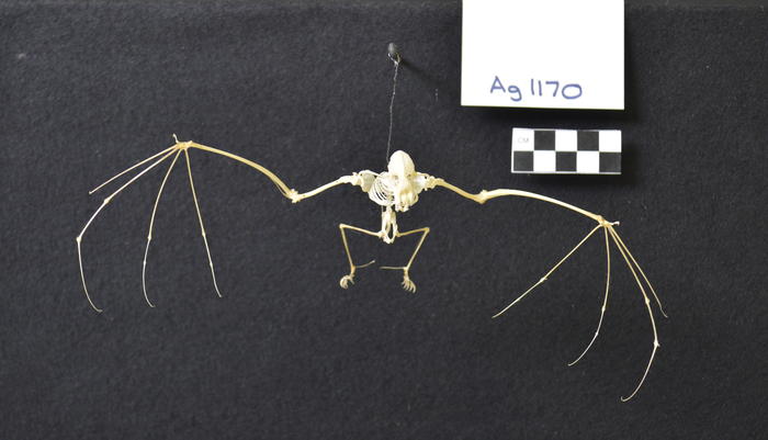 Bat skeleton โครงกระดูกค้างคาว 