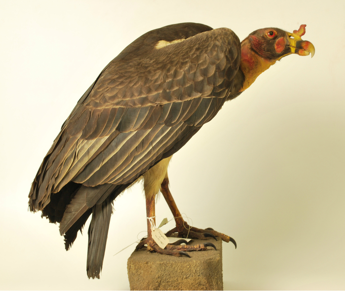 King vulture นกแร้งราชา เชื่อว่ามากับความโชคร้าย 
