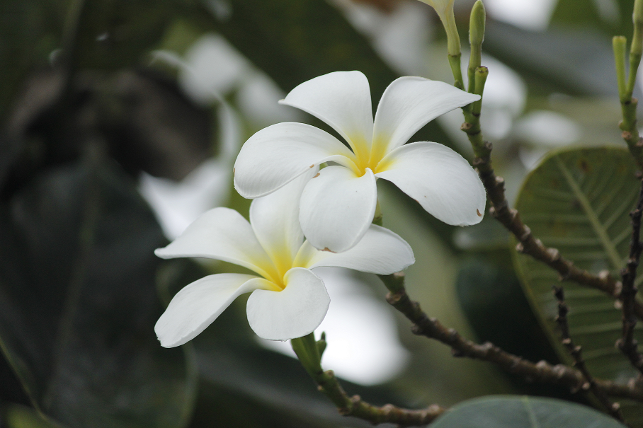 ดอกลั่นทม